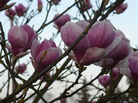 Money magic auspicious magnolia